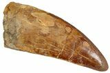 Serrated, Carcharodontosaurus Tooth - Very Thick Tooth #241362-1